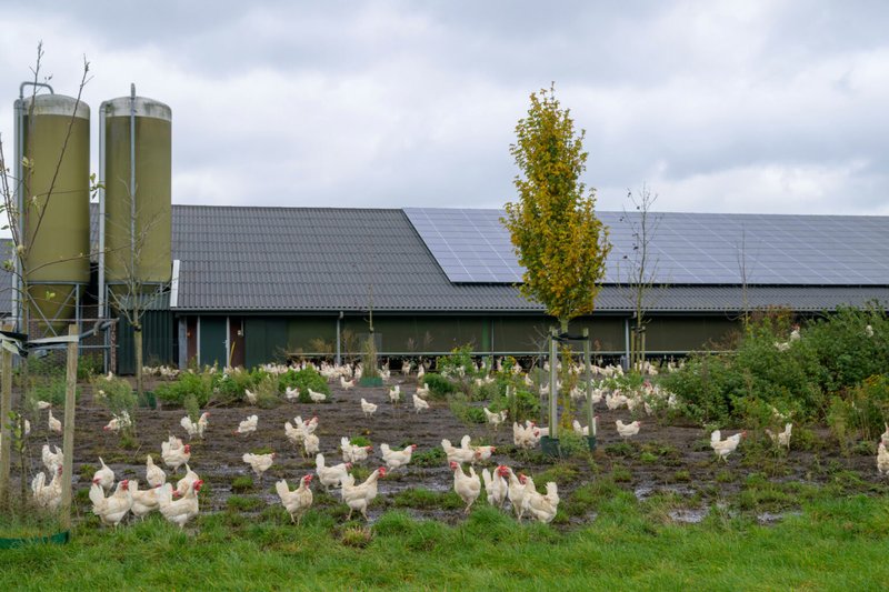 Chicken road demo, chicken road